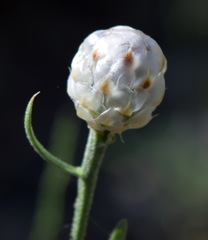 Centaurea sarandinakiae
