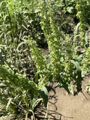 Rumex stenophyllus