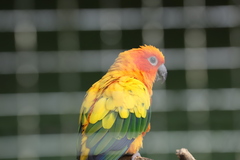 Aratinga solstitialis