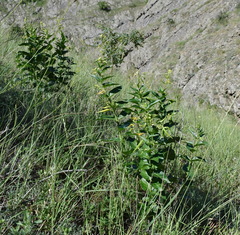 Vincetoxicum hirundinaria