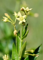 Vincetoxicum hirundinaria