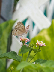 Junonia atlites