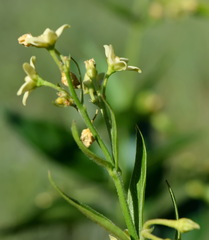 Vincetoxicum hirundinaria