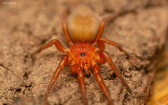 Caponia capensis