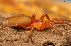 Caponia capensis