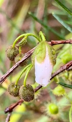Drosera planchonii