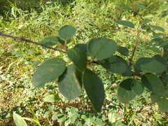 Cotoneaster alaunicus