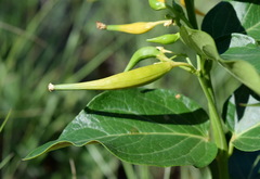 Vincetoxicum hirundinaria