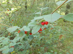 Cotoneaster alaunicus