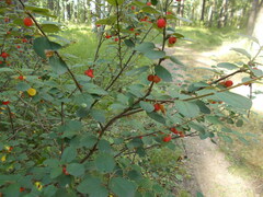 Cotoneaster alaunicus