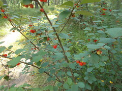 Cotoneaster alaunicus