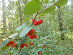 Cotoneaster alaunicus