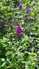 Anacamptis pyramidalis