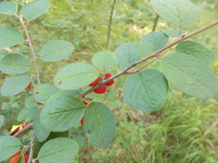 Cotoneaster alaunicus
