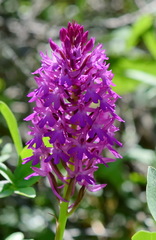 Anacamptis pyramidalis