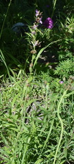 Ophrys oestrifera