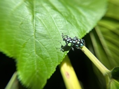 Pachyrhynchus tobafolius