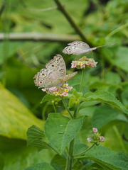 Junonia atlites