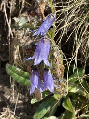 Campanula barbata