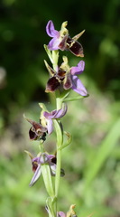 Ophrys oestrifera