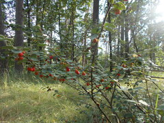 Cotoneaster alaunicus