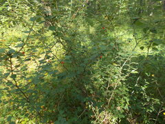 Cotoneaster alaunicus