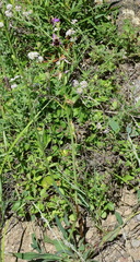 Ophrys oestrifera