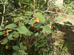 Cotoneaster alaunicus
