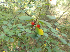 Cotoneaster alaunicus