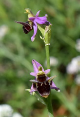 Ophrys oestrifera