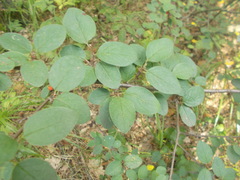 Cotoneaster alaunicus