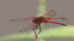Trithemis arteriosa