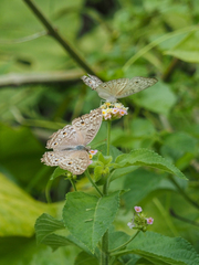 Junonia atlites