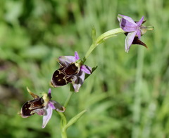 Ophrys oestrifera