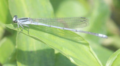 Pseudagrion kersteni