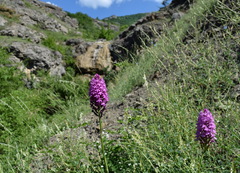 Anacamptis pyramidalis