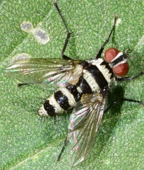 Trigonospila transvittata