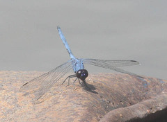 Trithemis donaldsoni