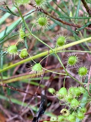 Drosera planchonii