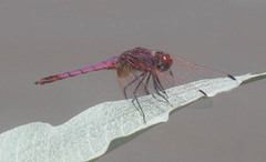 Trithemis annulata