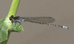 Pseudagrion hamoni