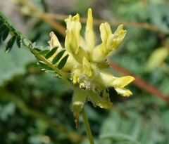 Astragalus ponticus