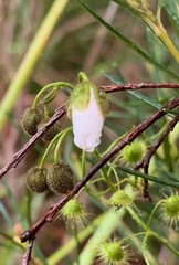 Drosera planchonii