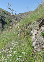 Himantoglossum caprinum