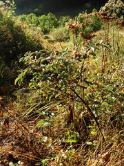 Rosa glauca