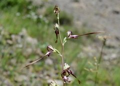 Himantoglossum caprinum
