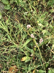 Persicaria