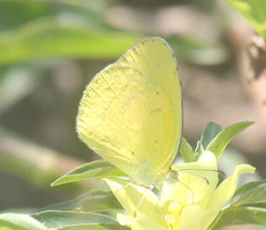 Eurema brigitta