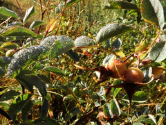 Rosa glauca