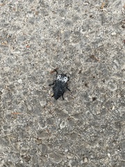 Capnodis tenebrionis